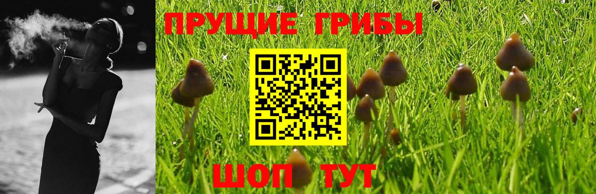 Выкса  Галлюциногенные грибы Psilocybine cubensis  Вход с VPN 